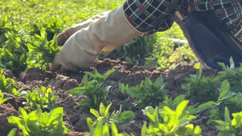 Working hands place basil seedlings into prepared ground while aligning plants Stock Footage 335377892