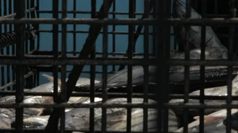 Working Hands Selects Fresh Tuna Fish Stock Footage 60917611