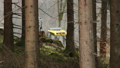 A working harvester with forest blur handheld 스톡 동영상 152764569
