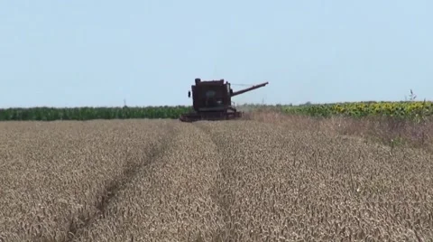 Working Harvesting Combine in the Field of Wheat Stock Footage 45700730