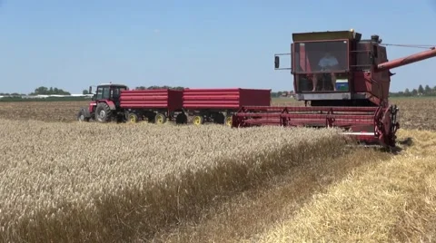 Working Harvesting Combine in the Field of Wheat Stock Footage 45702017