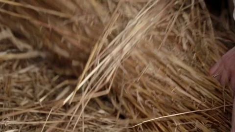 Working on hervest. old times. FULL HD. Stock Footage 82650643