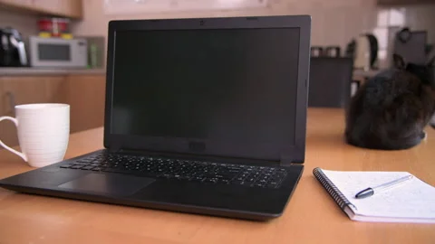 Working From Home With Cat Stock Footage 138433763