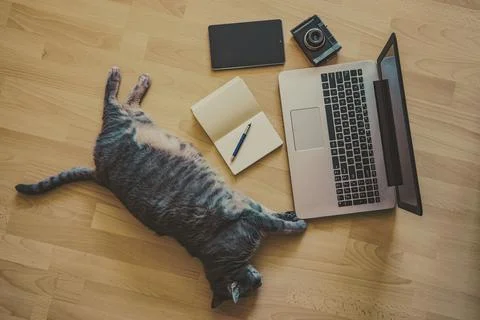 Working home concept - cat lying on the floor near a laptop Stock Photos
