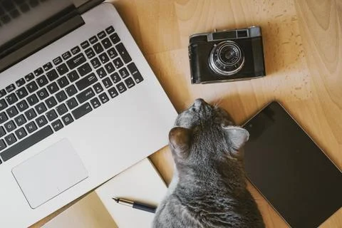 Working home concept - cat lying on the floor near a laptop Stock Photos