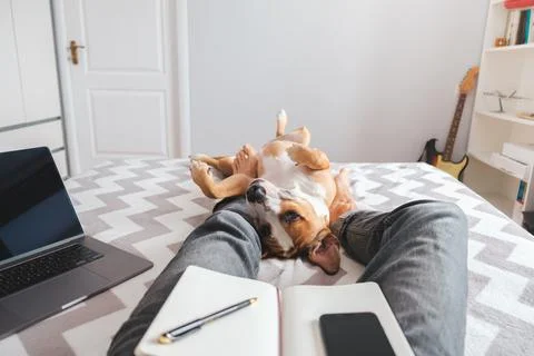 Working from home, domestic life with a pet. Dog lies in bed in Stock Photos