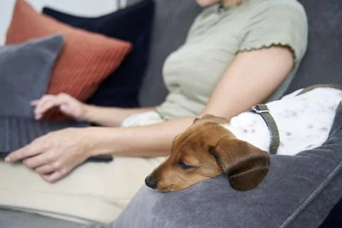 Working at Home with pet Stock Photos