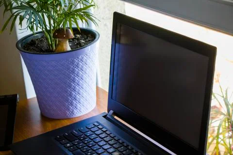 Working from home, workspace with notebook and laptop, coffee and plants Stock-Fotos