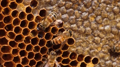 Working Honey Bees Vídeo Stock 293944114