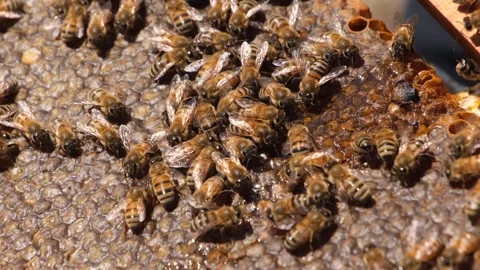 Working Honey Bees Stock Footage 293944193