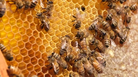 Working Honey Bees Stock Footage 293944415