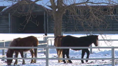 Working Horse Stock-Footage 332392857