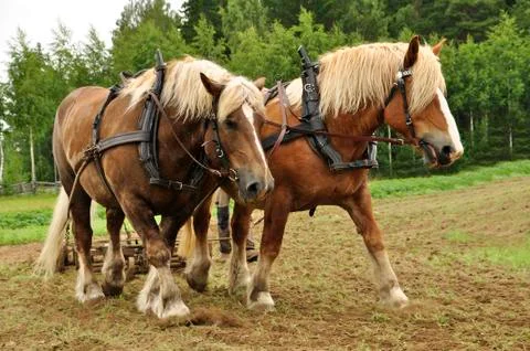 Working horse Stock Photos
