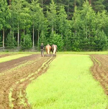 Working horse Stock Photos