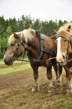 Working horse Stock Photos