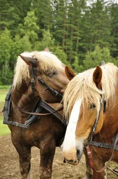 Working horse Stock Photos