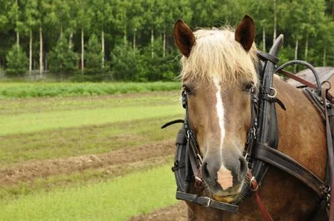 Working horse Stock Photos