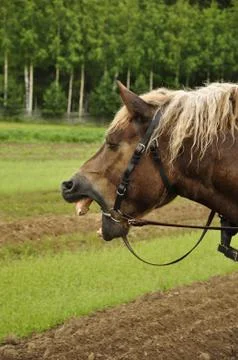 Working horse Stock Photos