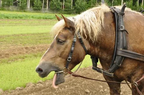 Working horse Stock Photos