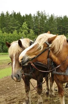 Working horse Stock Photos