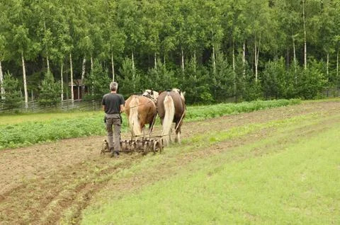Working horse Stock Photos