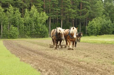 Working horse Stock Photos