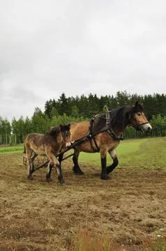 Working horse Stock Photos