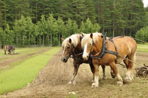 Working horse Stock Photos
