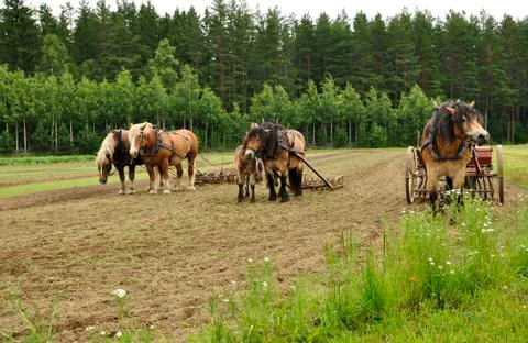 Working horse Stock Photos