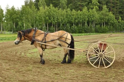 Working horse Stock Photos