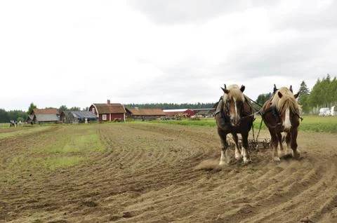 Working horse Stock Photos