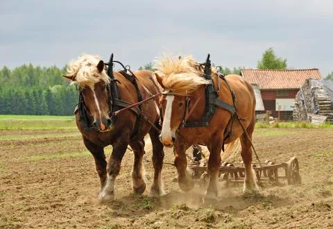 Working horse Stock Photos