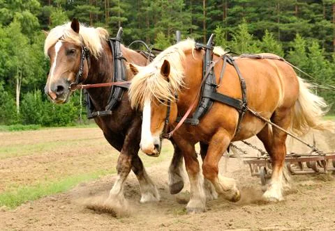 Working horse Stock Photos