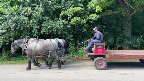 Working horses Stock Footage 217019464