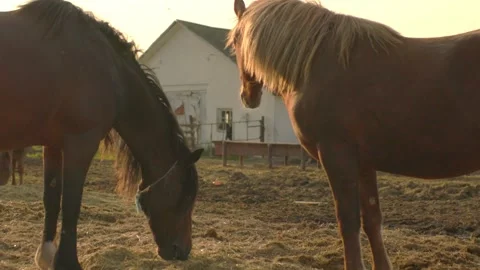 Working horses in a paddock at sunset. Horses rest after work. Video stock 251111255