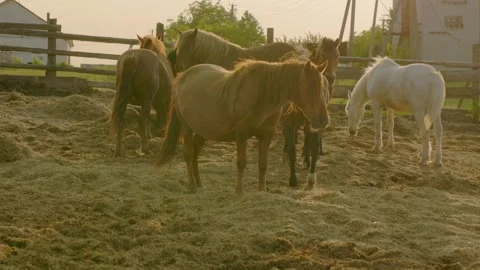 Working horses in a paddock at sunset. Horses rest after work. Stock Footage 251111331