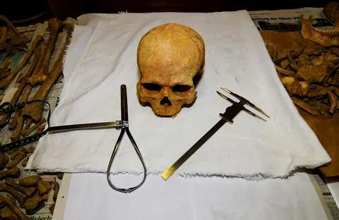 Working with human bones in anthropology Stock Photos
