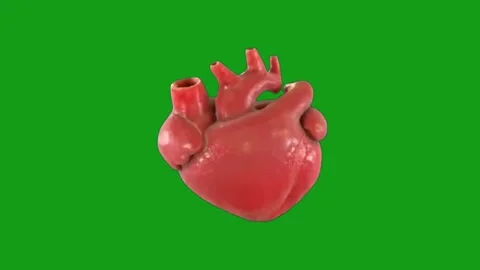 Working human heart motion graphics with green screen background Stock Footage 132317468