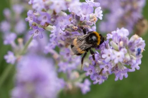 A working insect balances between two stems with odorous lavender. Stock Photos