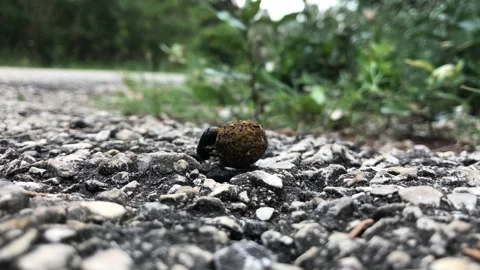 Working Insect Stock Footage 151122033