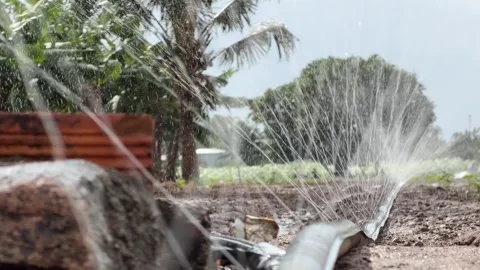 A working irrigation line distributes water evenly along garden beds, with trees Video stock 326319649