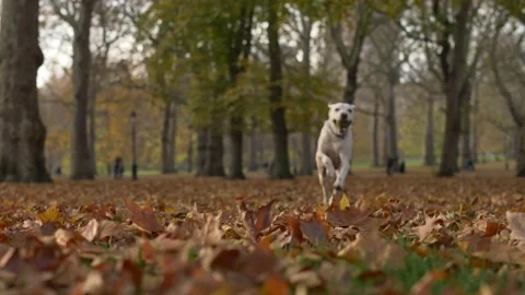 A Working Labrador dog running through autumn leaves slow motion 4K Video stock 201283182