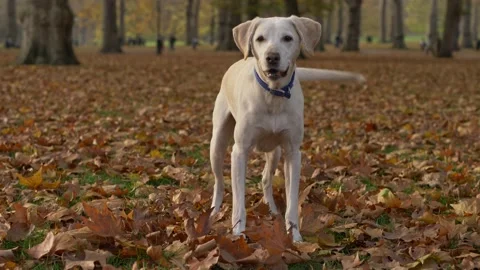 A Working Labrador dog surrounded by autumn leaves slow motion 4K Stock-Footage 201323456