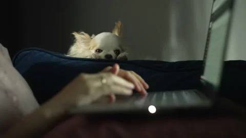 Working on a laptop close-up, hands on the keyboard, dog in the background Stock Footage 220094990