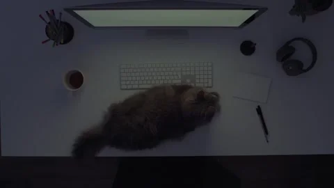 Working late with a cat Stock Footage 242861120