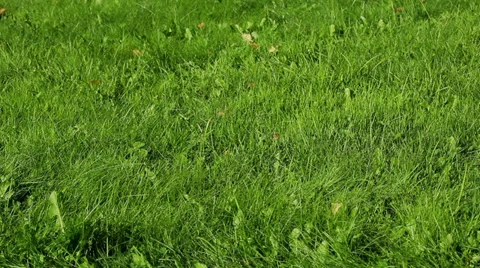 Working lawn mower on green grass background with moving legs Stock Footage 35571664