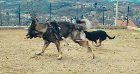 Working Line German Shepherd And A Half-breed Dog Playing In The Yard Stock Footage 233895257