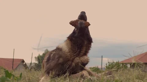 Working Line German Shepherd Dog Chewing Wood Stock Footage 229938583