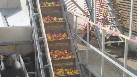 Working line for sorting and receiving apples Stock Footage 279749226