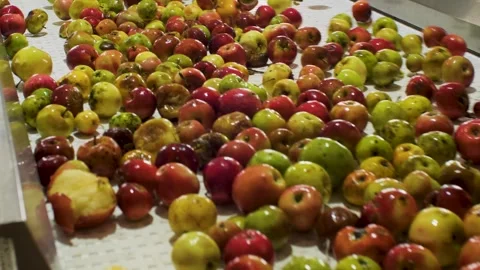 Working line for sorting and receiving apples Stock Footage 279749501